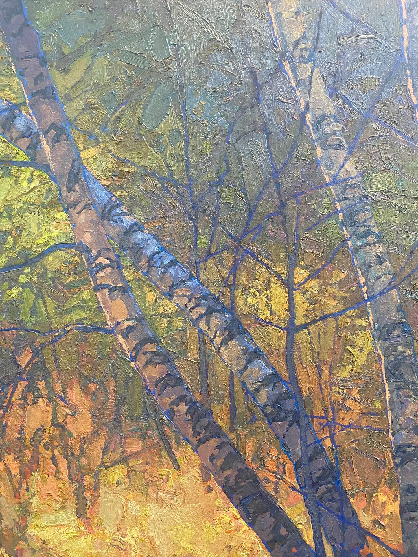 Birches Enveloped II