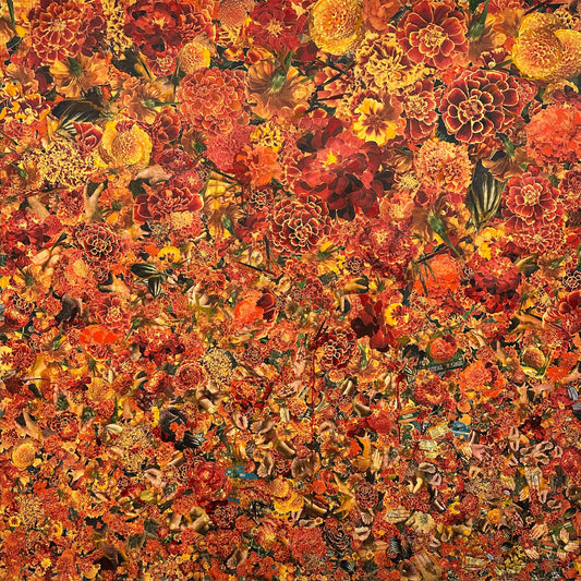 Marigold Marigold