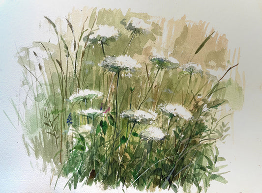 Queen Anne's Lace Study