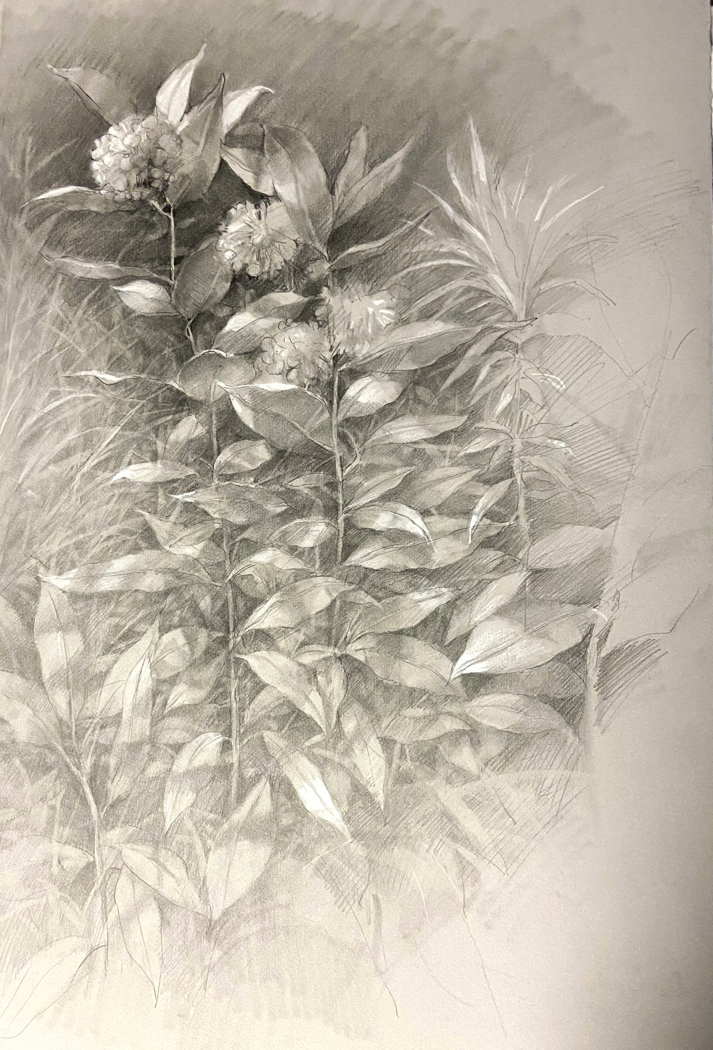 Milkweed