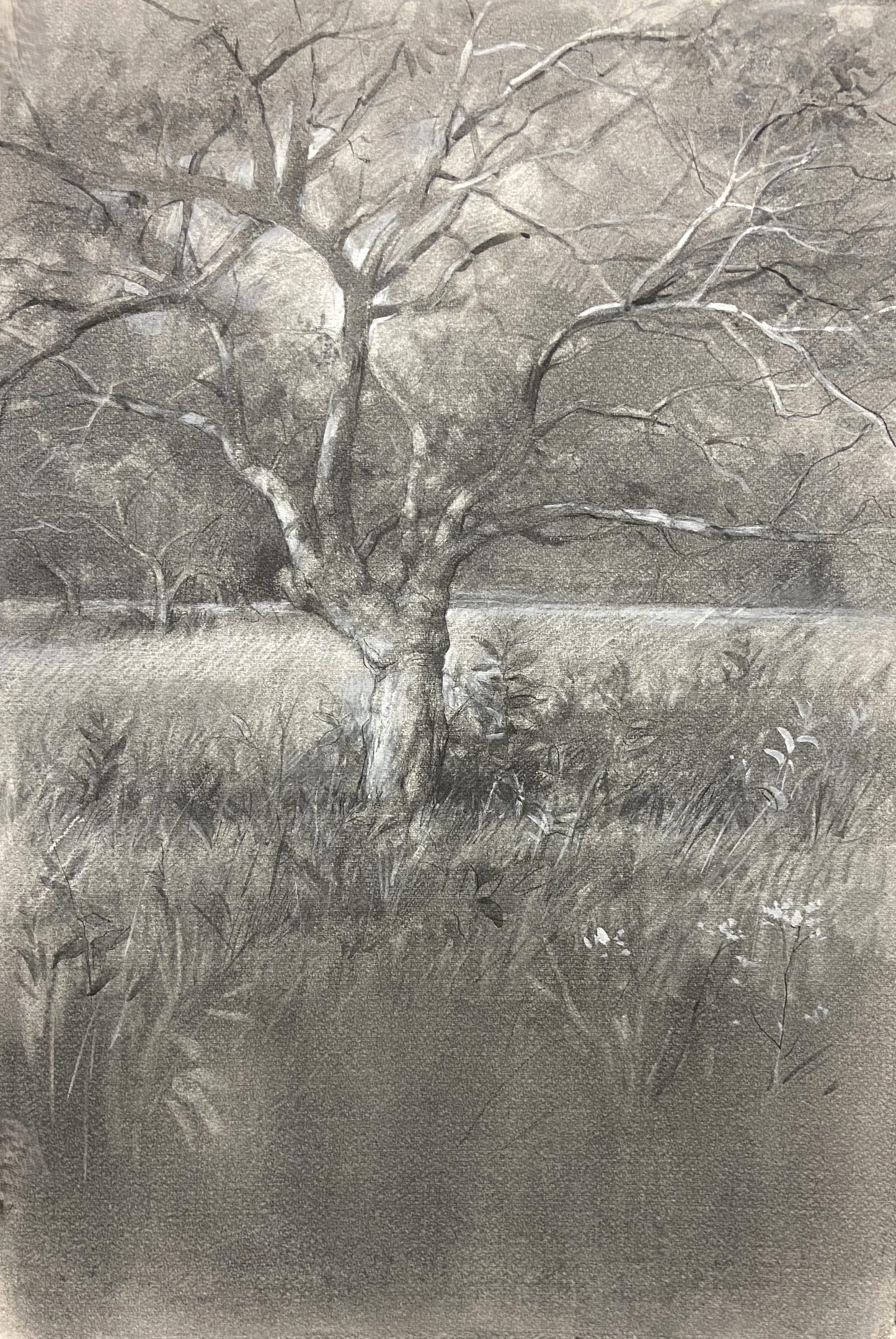 Apple Tree