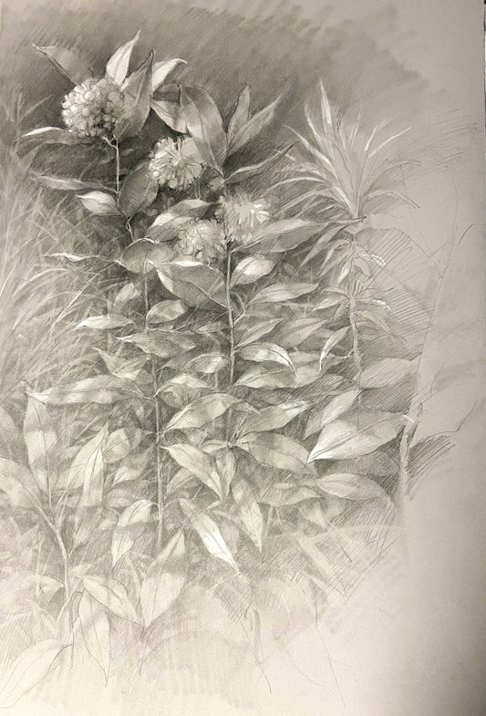 Milkweed Drawing