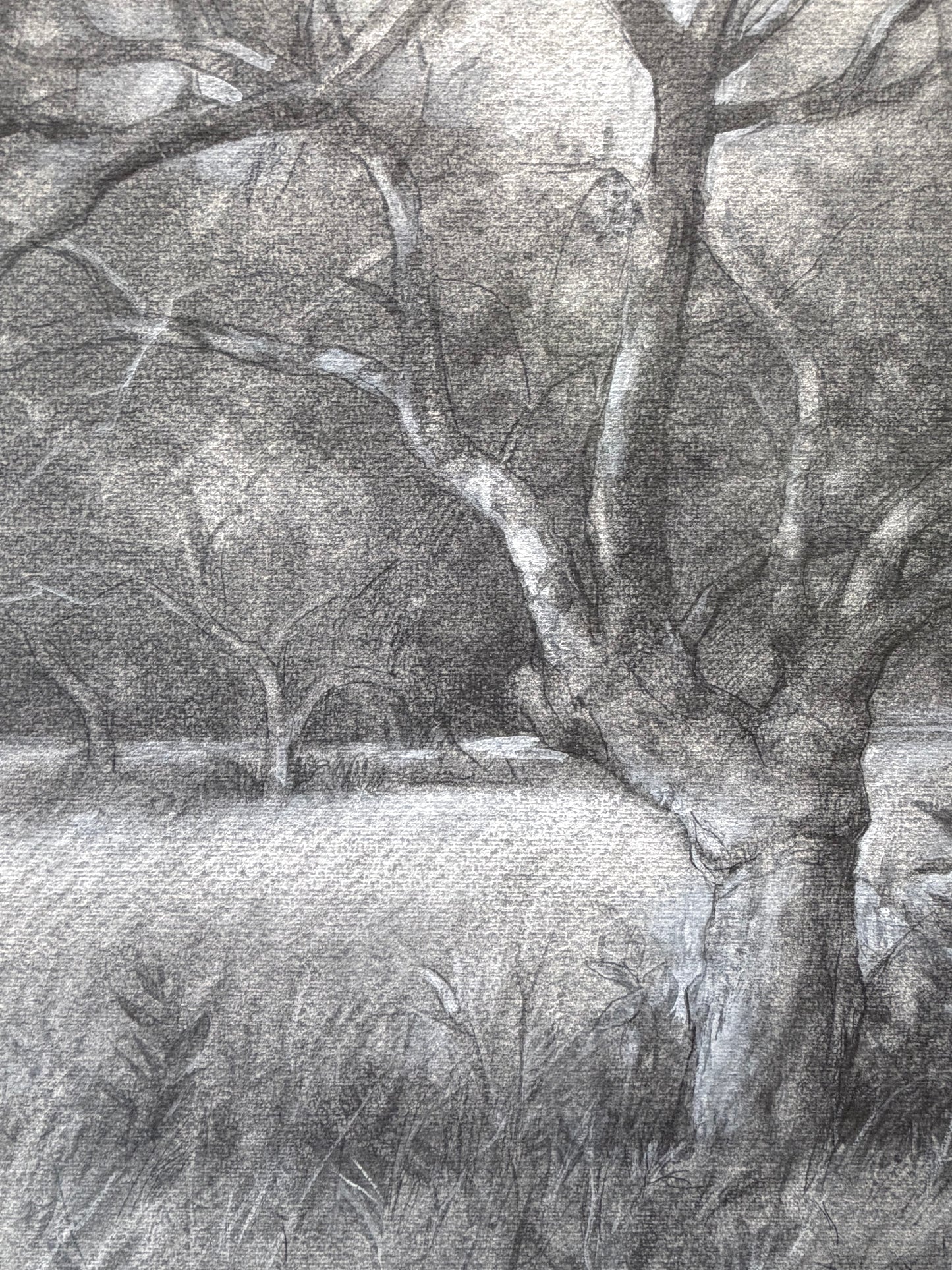 Apple Tree