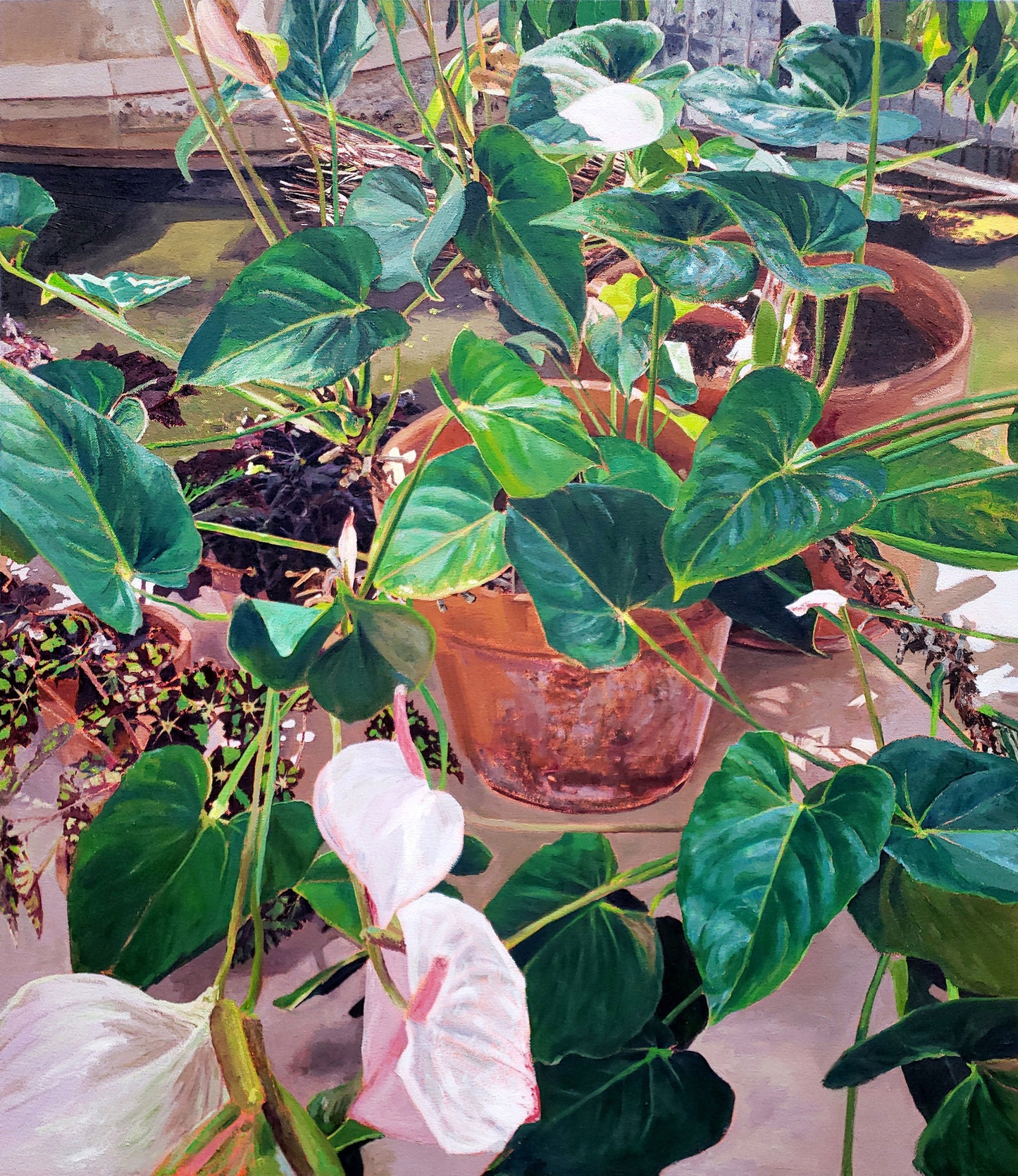 Anthurium