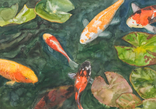Varied Koi