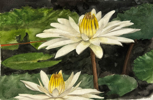 Waterlilies